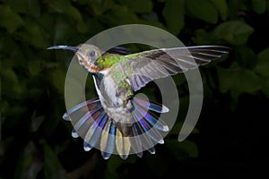 Female Green-Breasted Mango Hummingbird