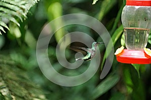 Female Green-crowned Brilliant in flight