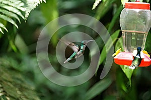 Female Green-crowned Brilliant in flight