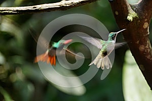 Female Green-crowned Brilliant in flight