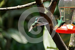 Female Green-crowned Brilliant in flight