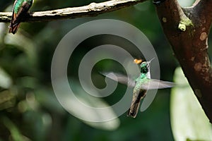 Female Green-crowned Brilliant in flight