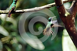 Female Green-crowned Brilliant in flight