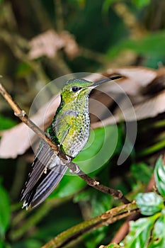 Female of the green-crowned brilliant Heliodoxa jacula