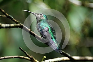 Female green-crowned brilliant hummingbird