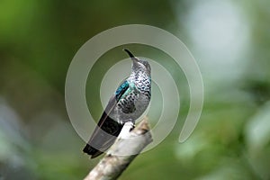 Female Green-crowned brilliant hummingbird