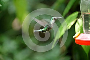 Female Green-crowned Brilliant hummingbird