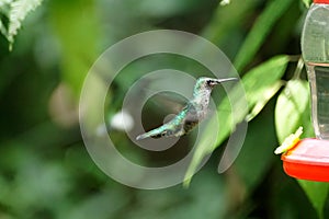 Female Green-crowned Brilliant hummingbird