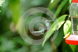 Female Green-crowned Brilliant hummingbird