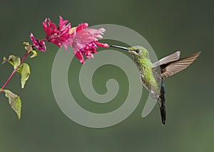 Female Green-crowned Brilliant hummingbird, Costa Rica