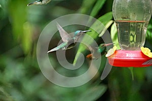 Female Green-crowned Brilliant hummingbird in flight