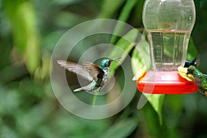 Female Green-crowned Brilliant hummingbird in flight
