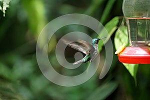 Female Green-crowned Brilliant hummingbird in flight