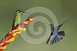 Female Green-crowned Brilliant perched on a flower with a Male Green-crowned Woodnymph in flight - Ecuador