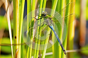 Female Green Darner Dragonfly on Phragmite