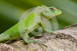 Female green garden lizard