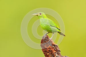 Female of Green Honeycreeper, Chlorophanes spiza, exotic tropic malachite green and blue bird form Costa Rica. Tanager from tropic