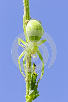 Female of green huntsman spider Micrommata virescens close up. Micrommata virescens, common name green huntsman spider, is a spe photo