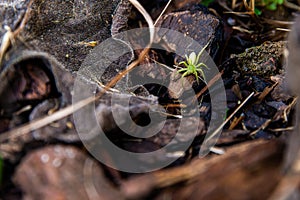 Female of green huntsman spider (Micrommata virescens) on a leaf, spring