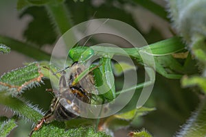 Female Green Praying Mantis eating a honey bee caught on a green leaf