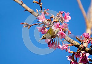 Female Green-tailed Sunbird ,Aethopyga nipalensis or Nepal yellow-backed sunbird, in the family Nectariniidae live on Ang khang in