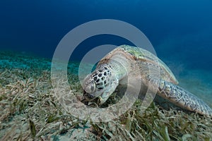 Female green turtle eating sea grass.