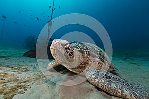 Female green turtle in the Red Sea.