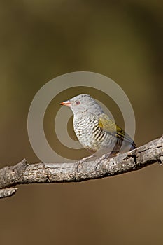 Female Green-Winged Pytilia (Melba Finch)