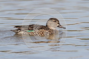 Female Green-winged Teal