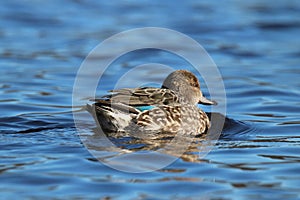 Female Green Winged Teal