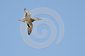 Female Green-Winged Teal photo