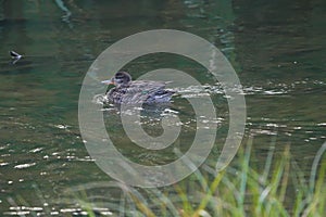 Female Green-winged Teal