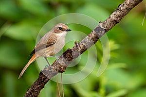 Female Grey Bushchat perching on a perch