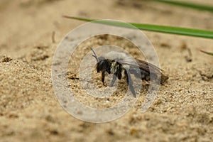 A female grey mining bee, Andrena vaga, walking over the ground
