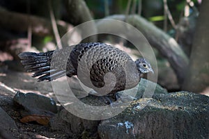 Female of Grey Peacock-Pheasant