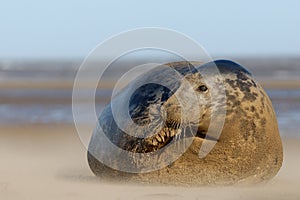 Female Grey Seal