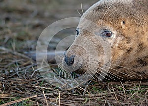 Female Grey Seal