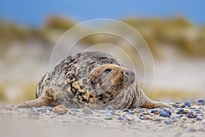 Female Grey seal dunes background