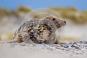 Female Grey seal with dunes background