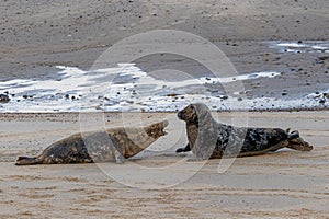 Female grey seal, Halichoerus grypus, defending her territory and protecting her newborn pup, Horsey, Norfolk, UK