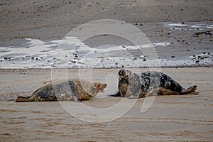 Female grey seal, Halichoerus grypus, defending her territory and protecting her newborn pup, Horsey, Norfolk, UK