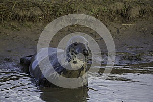 Female grey seal has come ashore to give birth