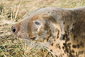 Female grey seal head shot