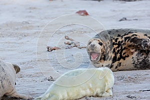 A female grey seal protects her young against another grey seal.