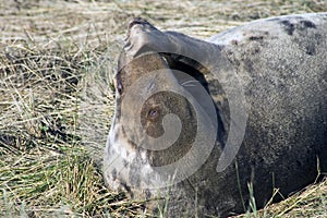 Female Grey Seal Scratching her snout