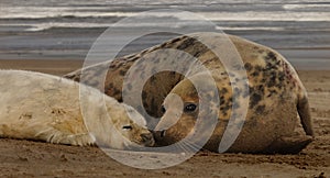 Female Seal with her Pup