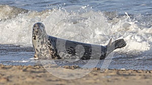 Female Grey Seal in Surf