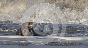 Female Grey Seal in Surf