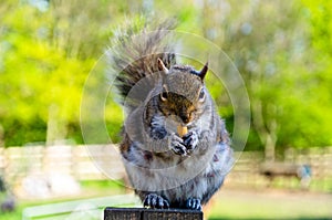 A female grey squirrel outdoors