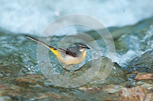Female grey wagtail in the water